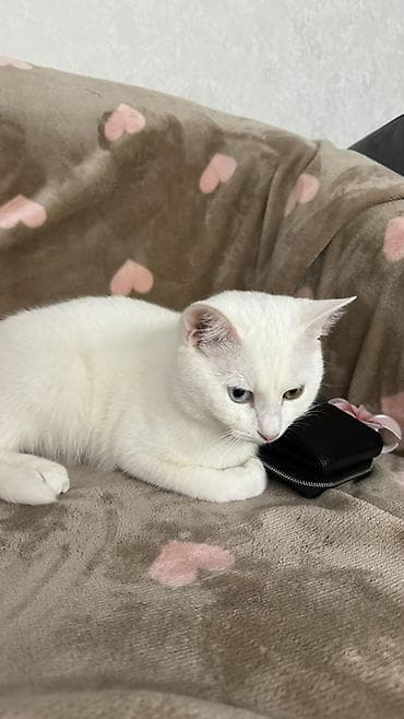 белая сибирская кошка: Ангорская, 9 месяцев, Мальчик, Белый, Приучена к лотку, Проглистована — 3