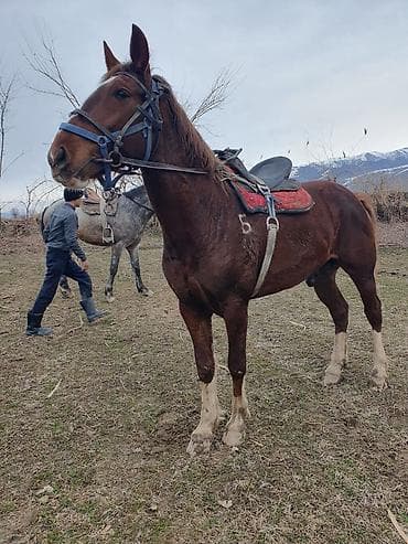 Үй жаныбарлары: Сатам | Жылкы (эркек) | Аргын | Ат спорту | Асыл тукумдуу — 5