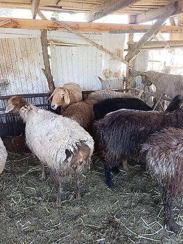 сена туки: Продаю | Овца (самка) | Эдильбаевская | Для разведения | Матка — 10