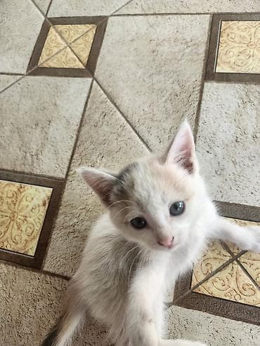 турецкая ангора кошка цена: Мама турецкий ван.🐱 котятами 2 месяца🐱. проглистованы. сами — 4