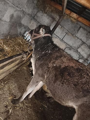 коровы куплю: Продаю | Тёлка | На откорм, Для разведения | Нетель — 2