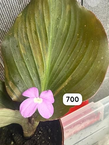 Компферия Calathea/Goeppertia) с необычной окраской листьев — — 5