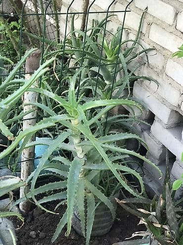 открытый: Алоэ (суccулент, декоративно‑лекарственное растение) в горшках — 1