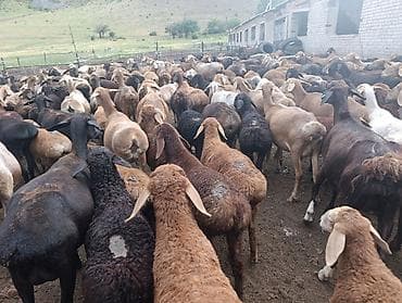 Животные: Продаю | Ягненок | Для разведения — 2
