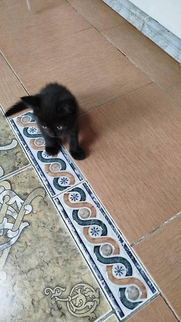 котята маленькие: Чёрные котята домашних пород - Окрас: полностью чёрный, короткая — 3