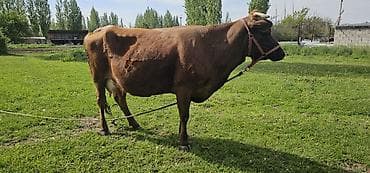 гуси линда: Продаю | Корова (самка), Бык (самец), Тёлка | Алатауская | Для разведения, Для молока | Стельные — 6