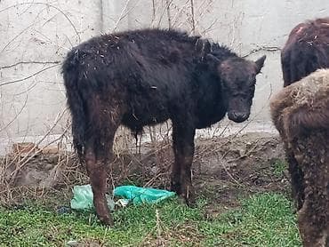 все для животных: Продаю | Музоо, торпок | Полукровка | Для разведения — 1