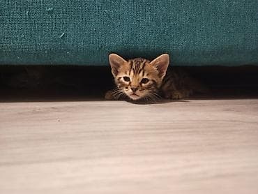 тигровые котята: Леопардовые Котята от мамы-бенгалки. Помись! Котятам 1 месяц. Родились — 9