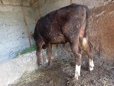 Продаю | Бык (самец) | На откорм | Привязанные