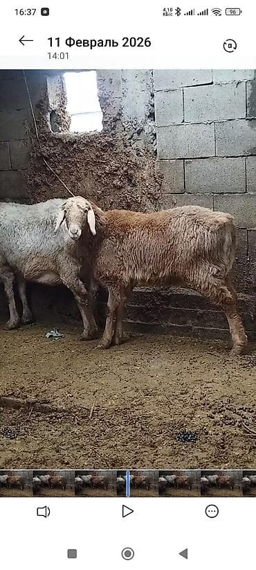 гисарские ягнята: Продаю | Ягненок | Для разведения — 2