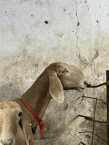 Продаю | Овца (самка) | Для разведения | Матка