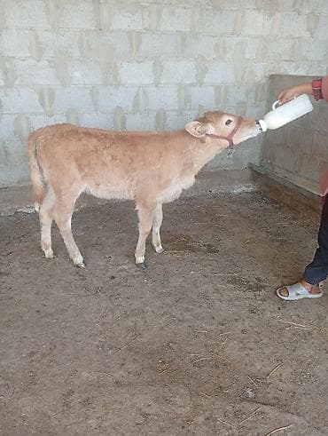 кой сатып алам бишкек: Сатам | Уй (ургаачы), Кунаажын, Музоо | Алатоолук | Көбөйтүү үчүн, Сүт алуу үчүн | Асыл тукумдуу, Музоологондон кийин — 9