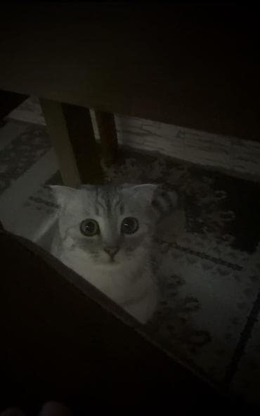 Скотиш Фолд (Шотландская вислоухая), 6 месяцев, Девочка, Серебристая шиншилла, Приучена к лотку, С прививками — 4