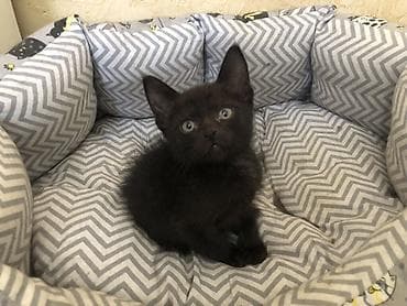 чёрные кошки: Беспородная, 4 месяца, Мальчик, Черный — 4