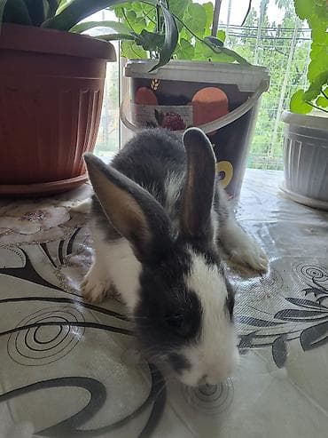 летучая мышь: Волнистые попугаи и декоративные кролики - Волнистые попугаи в — 4