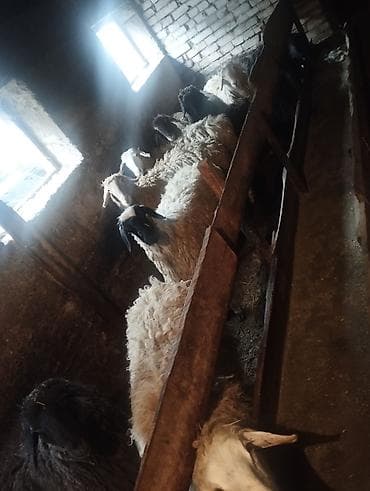 сони грей: Продаю | Овца (самка) | Для разведения | Матка — 1