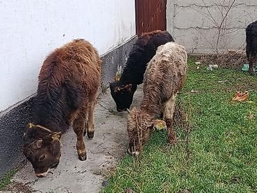 все для животных: Продаю | Музоо, торпок | Полукровка | Для разведения — 6