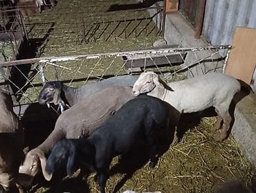 цыплята индюки: Продаю | Овца (самка) | Для разведения | Матка — 2