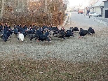 овчарка продажа: Продаю | Индюк (самец) | Черный принц | Для разведения | Племенные — 7