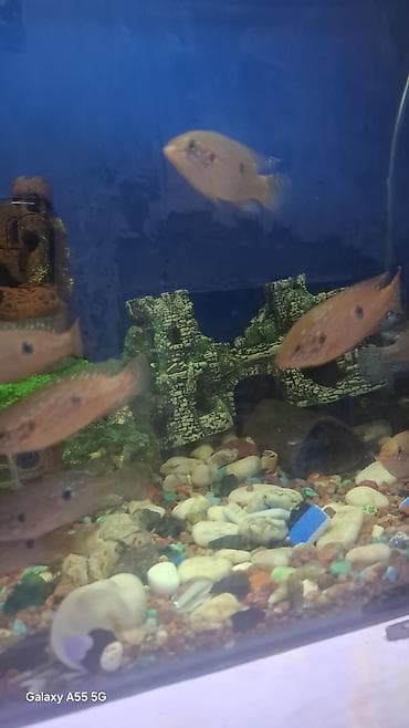 Услуги ветеринара: Аквариумные рыбы — цихлиды, цихлазому ( Центральной Америки) — 7