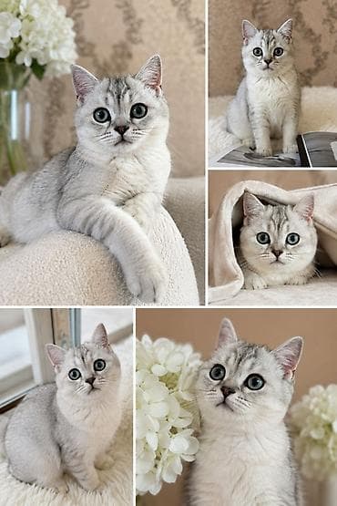 черепаховая кошка: Скотиш Фолд (Шотландская вислоухая), шиншилла серебристая котёнок — 2