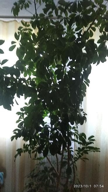 Женское счастье (Спатифиллюм): Продается цветок Шеффлера . 8 лет . Высота 2.5 м. Находится в село — 5
