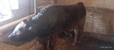 маленькие хаски: Продаю | Бык (самец) | Алатауская, Швицкая | Племенные, Привязанные — 3