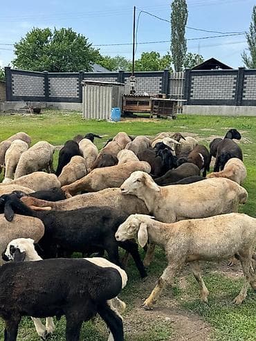 продажа домашних животных: Продаю | Овца (самка), Баран (самец) | Гиссарская, Полукровка, Меринос | На забой, Для разведения | Осеменитель, Ярка — 1