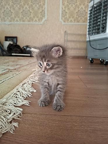 Мышыктар: Отдаем котят в добрые руки малышам 1 месяц — 8
