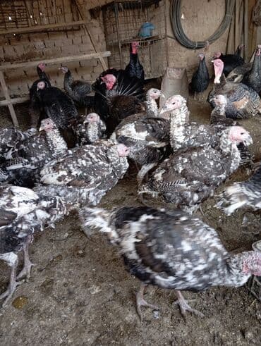 Индейки (молодняк и взрослые). - Порода/окрас: пятнистые, темные с