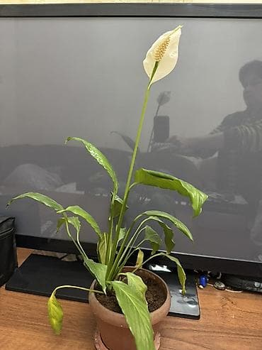 Спатифиллум (Spathiphyllum), комнатное растение в горшке. - Размер
