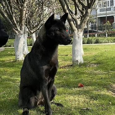 парода мышык: Предлагается к вязке самка породы Ухэйцюань (五黑犬) — китайская — 3