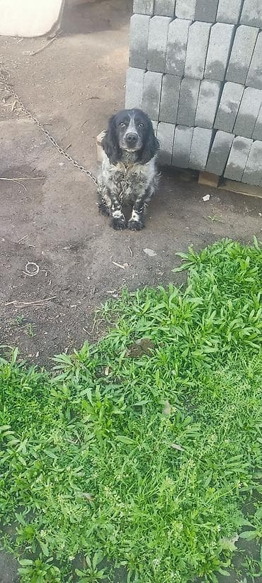 Животные: Спаниель, 3 года, Самец, С прививкой — 1