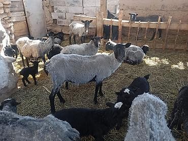 корм для баранов: Продаю | Овца (самка) | Для разведения | Матка — 3