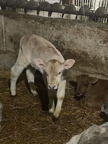 каракол собаки: Сатам | Музоо | Бордоп семиртүү үчүн — 2