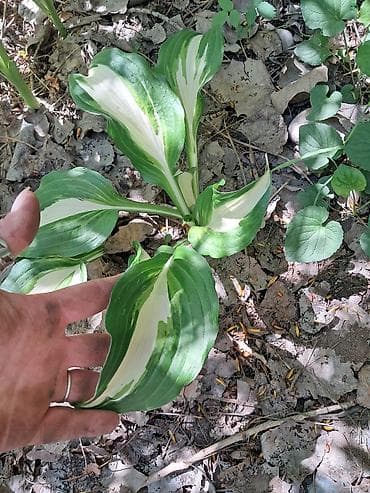 Многолетние садовые растения (делёнки/корневища) для тенистых и — 5