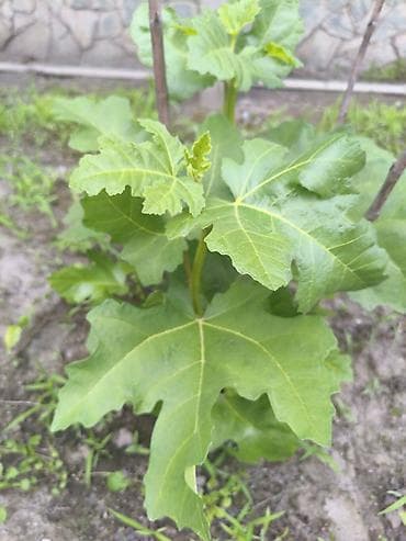 ароматизатор: Саженец инжира (Ficus carica) - Молодое плодовое растение с крупными — 1