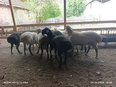 тайган собака цена бишкек: Сатам | Козу | Көбөйтүү үчүн | Токту — 3