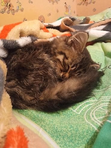 возьму кошку в добрые руки: Кошка даром: Беспородная, 1 месяц, Девочка, Приучена к лотку — 1