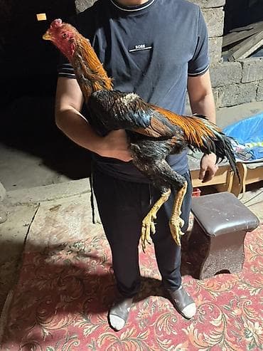 петухи бойцовые: Продаю | Петух | Бойцовая | Для разведения — 3