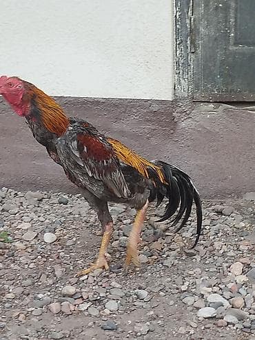 индийский бегунок купить: Продаю | Петух — 3