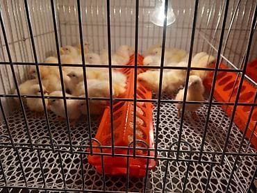 молоко варка: Продаю | Цыплята | Бройлерная | На забой — 2