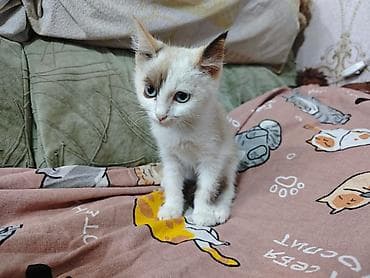 Животные: 3 месяца, Девочка, Приучена к лотку, Проглистована, С прививками — 3
