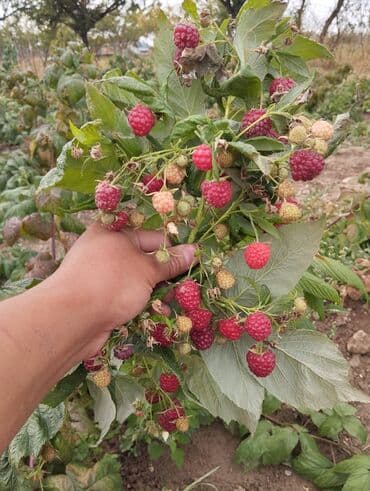 куплю офисный стол: Малина сорт полька (ремонтантная, крупноплодная) — посадочный материал — 1