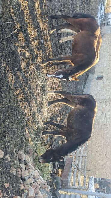 кыргыз добот ит: Сатам | Байтал, Тай | Аргын | Көбөйтүү үчүн | Асыл тукумдуу — 7
