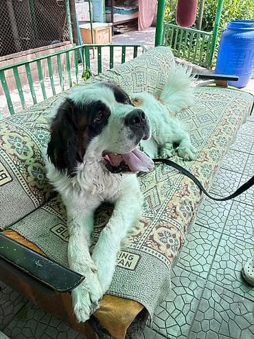 ягдтерьер цена: Сенбернар, 3 года, Самец — 7