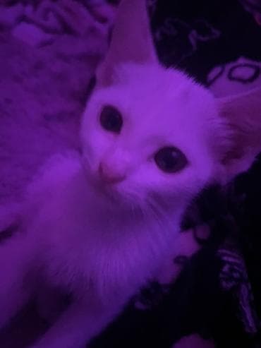 кошка цена: 3 месяца, Девочка, Белый, Приучена к лотку — 4