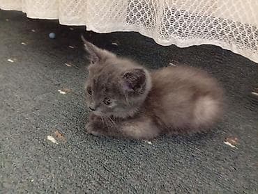где можно купить котят: 2 месяца, Девочка, Приучена к лотку — 3