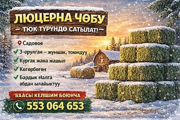 кукуруза початок: Сено люцерны в тюках - 3-й укос: мягкое и питательное - Сухое и — 10