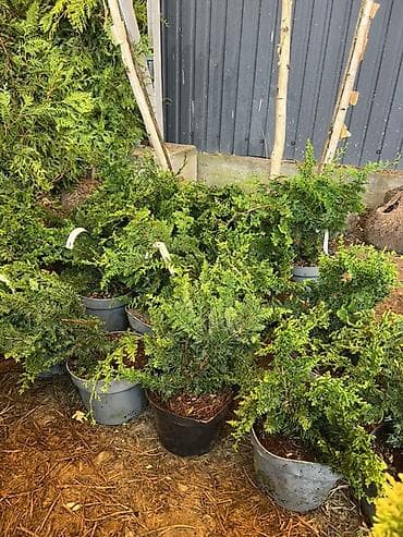 Үй жана бакча: Хвойные саженцы в контейнерах для озеленения участков - — 5